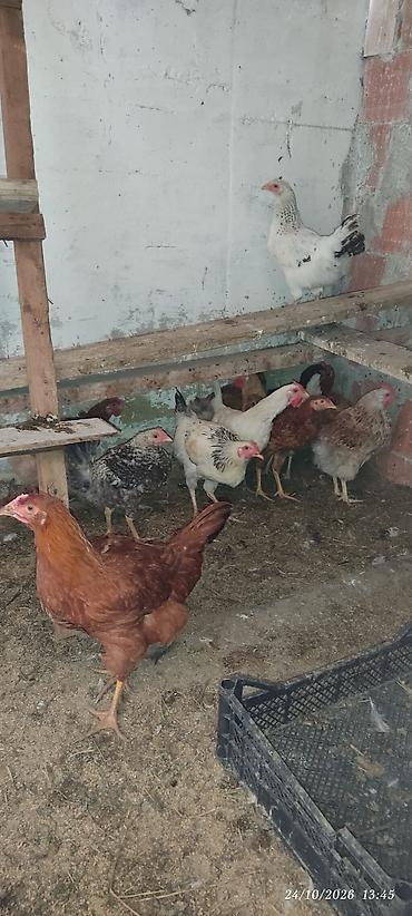 ev qusdari: Toyuq, Yumurtalıq — 3
