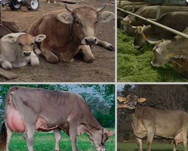 Коровы, быки: Продаю | Корова (самка), Бык (самец), Музоо, торпок | Швицкая, Симментальская | На забой, Для молока