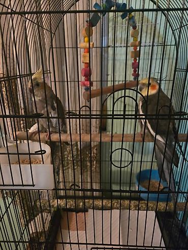 Зоотовары: Məhsul: Nimfa papuqayları (Cockatiel) və qəfəs dəsti Təsvir: - — 3