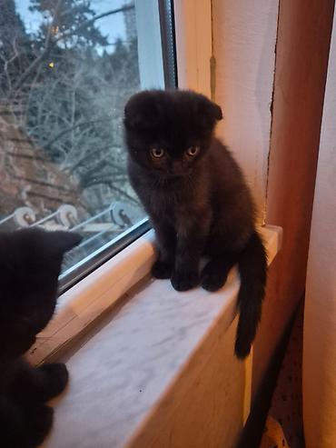 Pişiklər: Şotland yastı qulaq, Erkək, Dişi, Yaxşı əllərə, Ünvandan götürmə, Pulsuz çatdırılma, Ödənişli çatdırılma — 5