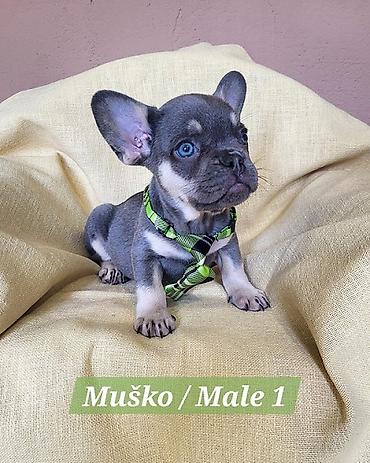 Psi: Francuski Bulldog štenci exotik boja. Stari 3 meseca, primili sve 3 na lalafo.rs — 2 Psi: Francuski Bulldog štenci exotik boja. Stari 3 meseca, primili sve 3 — 2