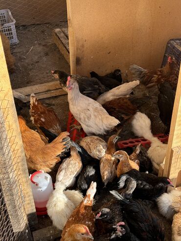 фазаны яйца: Продам цыплят Домашний микс! Разные Породы: Несушка, Лакенданзи(