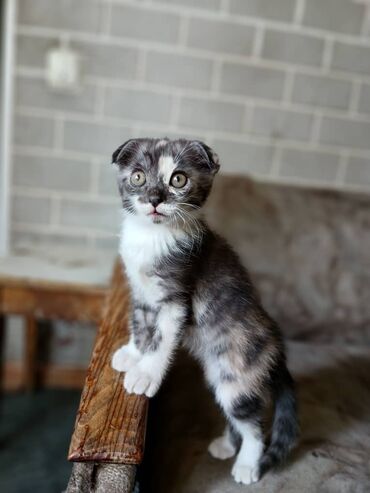 кочкор на племя: 2 айлык, Ургаачы