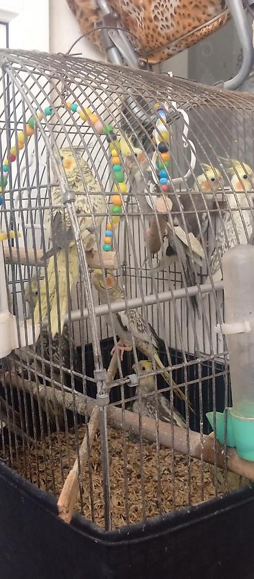heyvanlar quslar: Korella tutuquşu (cockatiel) – müxtəlif rənglərdə. sağlam quşlardır — 3