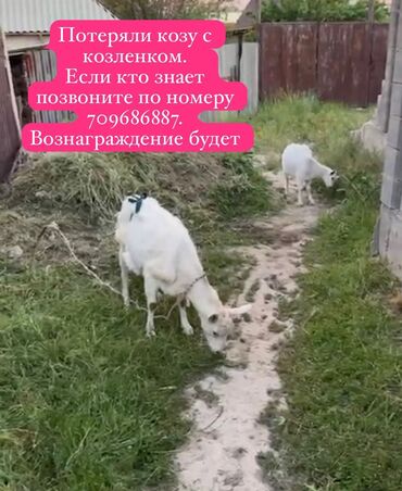 продаю кабылу: Продаю | Коза (самка), Козлёнок | Для молока | Племенные