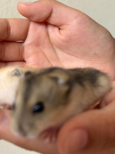 Хомяки: Карликовые хомячки (джунгарики). Два окраса: - песочный (кремово‑рыжий — 3