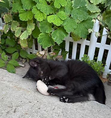 кошеи: Котята — домашние любимцы Описание: - Разные окрасы: белый с тёмным — 2