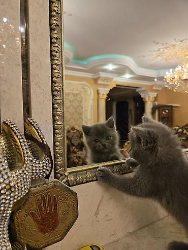 Кошки: Британская, В добрые руки — 4
