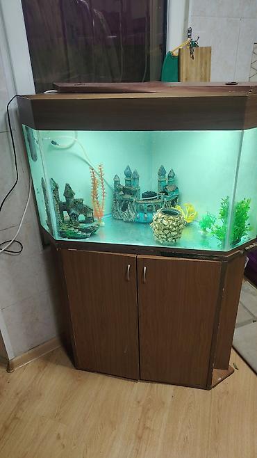 akvaryumlar: Üçbucaq akvarium, Boş, 200 l, Ünvandan götürmə — 2
