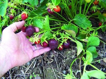 Semena i sadnice: Sadnice raznobojnih jagoda 
Cena: 150din/kom — 8