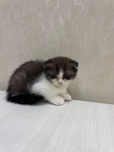 Pişiklər: Şotland, Dişi, Erkək, Ödənişli çatdırılma, Ünvandan götürmə — 10