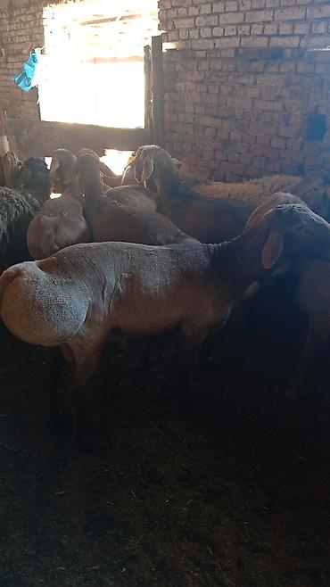 Баран, овца: Продаю | Овца (самка) | Для разведения — 6