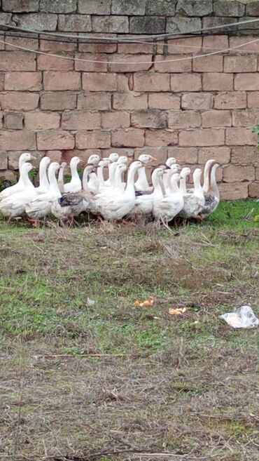 Qazlar: Erkək, | Linda, Damazlıq, Ünvandan götürmə — 3