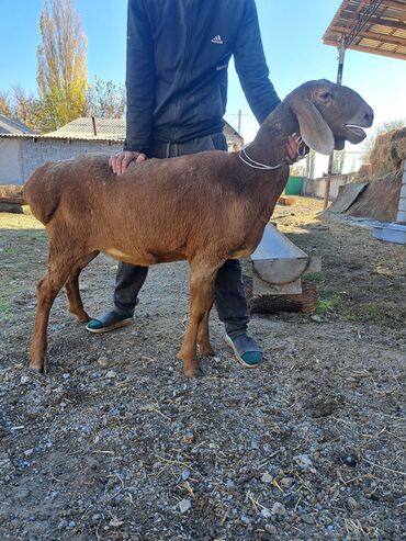 домик для животных: Сатам | Ургаачы кой (ургаачы) | Көбөйтүү үчүн