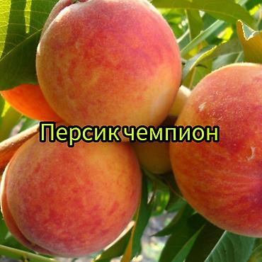 Другие фруктовые и ягодные растения: Саженцы плодовых культур (разные сорта) оптом и в розницу. Успейте — 13