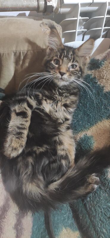 сиямский кот: Продается очаровательный котик Мейн - Кун . Мальчик родился 7 февраля
