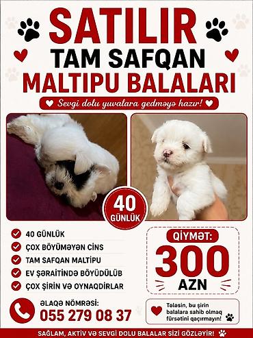 sevgi qusu: Satılır: Tam safqan Maltipu balaları Xüsusiyyətlər: - 40 günlük - Çox — 1