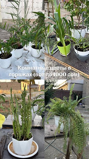рыбы купить: Продаю красивые и ухоженные домашние растения в горшках. Отличный — 1