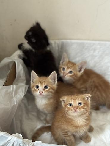 Pişiklər: Tabbi, Erkək, Dişi, Yaxşı əllərə — 9