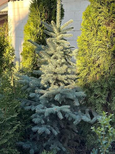 китайские леса: Ели голубые, зелёные и тяньшанские в горшках 🌲 Продаём здоровые — 5