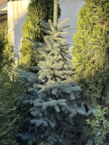 Декоративные деревья: Саженцы деревьев: Ели, Платная доставка, Самовывоз — 4