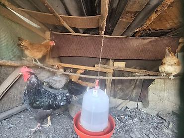 куплю цыплят: Продаю | Куры | Домашняя | Несушки — 9
