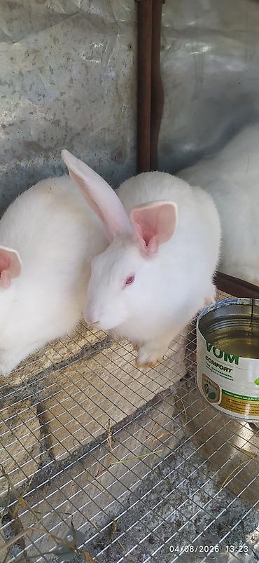 tap az itler pulsuz: Ağ albinos dovşanlar – ətli-sümüksüz xətt. qırmızı gözlü — 1