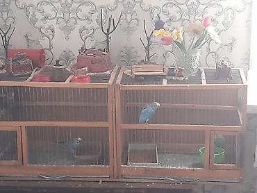 qəfəs qus: Taxta konstruksiyalı geniş quş qəfəsləri və içindəki bəzəkli — 2