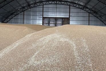 продам пшеницу: Продаю ПШЕНИЦУ 80-90 тонн