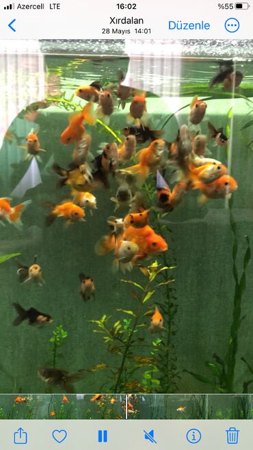 Oranda, Sülhsevər