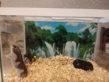 hamster qiyməti: Hamsterler Akvarium ilə birlikdə satılır. 2 erkək hamsterdi