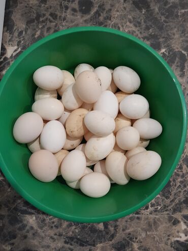 Yumurta: Mayalı kənt yumurtası 0.50 qəpik