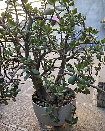 orxideya torpağı: 💵 Pul gülü (Crassula ovata) – iri, budaqlı sukulent 💵 Crassula ovata — 4