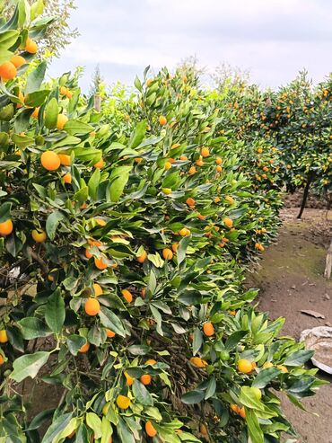 Meyvə və giləmeyvə: Məhsul: Bağdan təzə sitrus meyvələri – limon və portağal/mandarin — 10