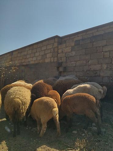 heyvan satisi: Quzular satılır aralarında analı balalı, qoç,erkek və dişi quzular həm — 4