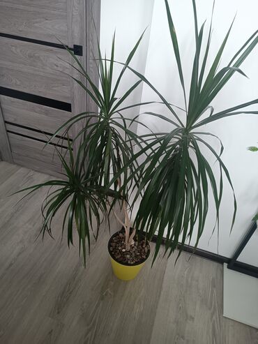 финиковая пальма: Продается Драцена 1500 сом