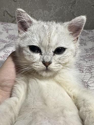 Продажа кошек: Скотиш Страйт (Шотландская прямоухая), 3 месяца, Мальчик, Серебристая шиншилла, Приучена к лотку — 8