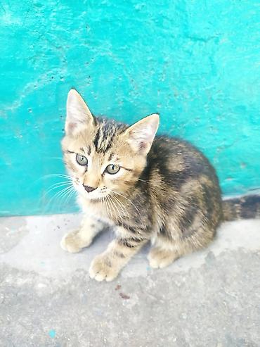 котёнок токмок: Кошка даром: Беспородная, 2 месяца, Мальчик — 1