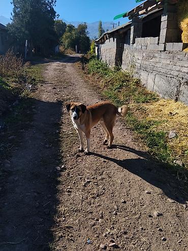 pitbull germany: Собака среднего/крупного размера, короткошёрстная. Окрас рыже‑палевый — 2