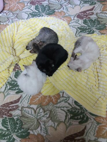 манас китеби: Три милые кошечки и один котик отдаются в добрые руки! исключительно