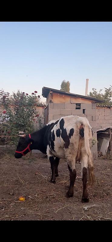 куплю козу на молоко: Продаю | Корова (самка) | Для молока | Привязанные — 5