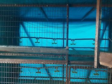 Товары и оборудование для с/х животных: Трëхярусная клетка для содержания перепёлок/цыплят - Конструкция — 9