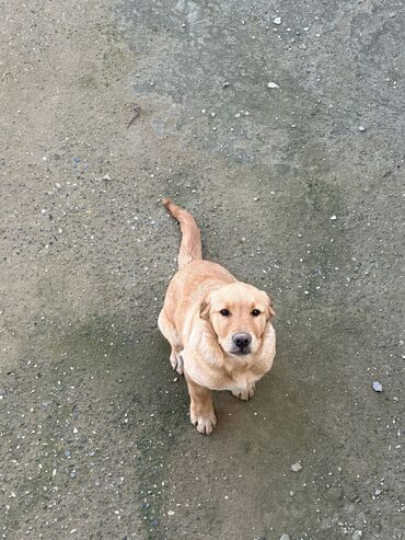sahiblendirilir it: Labrador-retriver, 6 ay, Erkek, Peyvəndli, Ünvandan götürmə
