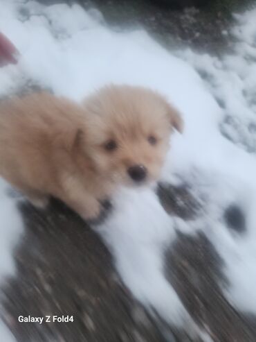 Продажа собак: Отдам в хорошие руки! Щенки метисов - Милые щенки с короткой густой — 4