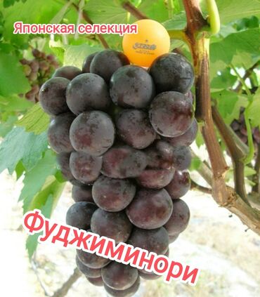 Фрукты и ягоды: 2-летние саженцы винограда. Все сорта винограда на фото исключительно — 6