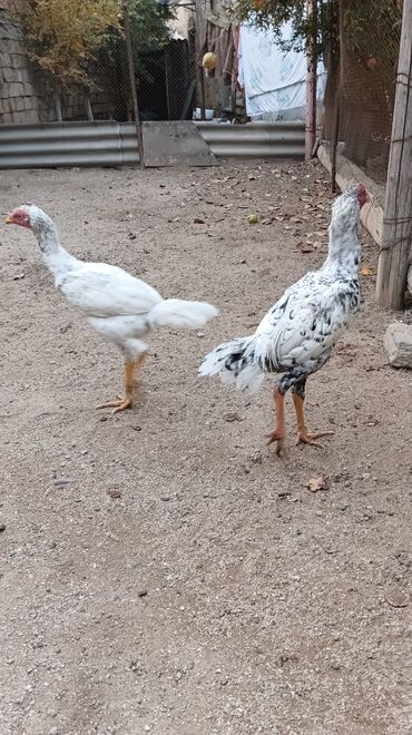 Toyuqlar: Toyuq, Damazlıq, Ünvandan götürmə — 4