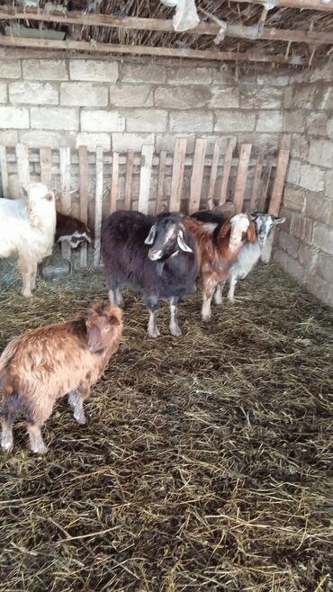 Keçi, çəpiş: Təcili satılır ehtiyac var Real alıcılar vatsap nömrəsinə yazsın 050 — 4