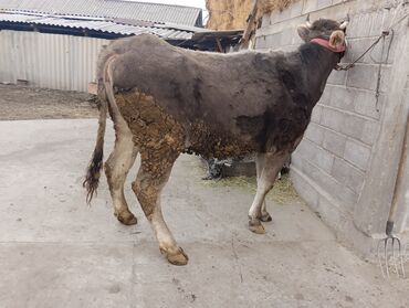 Коровы, быки: Продаю | Корова (самка) | Для молока | После отела — 23