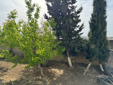 ramana həyət evi: Ramana qəs. 3 otaqlı, 80 kv. m, Kredit yoxdur, Orta təmir