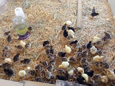 simmental ineklerin satisi: Sort hinduşka cüceleri satılır her hefte olur